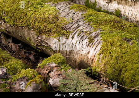 Moss covered logs lying in woodland Stock Photo
