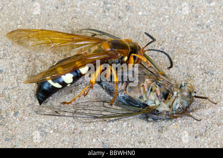 Cicada Killer ( Sphecius speciosus ) paralyzing and eating Cicada, E USA by Skip Moody/Dembinsky Photo Assoc Stock Photo