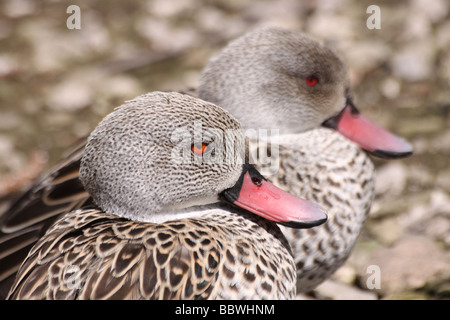 Two Cape Teal Anas capensis Taken at Martin Mere WWT, Lancashire UK Stock Photo