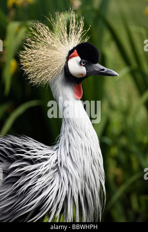 Close Up Of Head Feathers Of African Grey Crowned Crane Balearica regulorum Taken At Martin Mere WWT, Lancashire UK Stock Photo