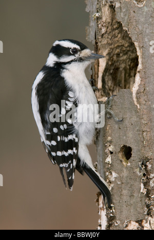 Downy woodpecker Picoides pubescens female at nesting cavity  E USA, by Skip Moody/Dembinsky Photo Assoc Stock Photo