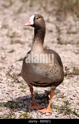 Portrait Of A Lesser White-fronted Goose Anser erythropus At Martin Mere WWT, Lancashire UK Stock Photo