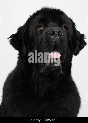 Newfoundland Dog Close Up Stock Photo
