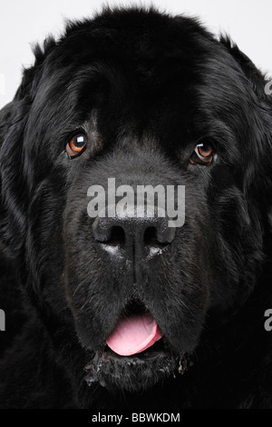 Newfoundland Dog Close Up Stock Photo