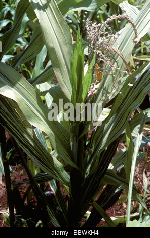 Downy mildew Peronosclerospora sorghi infection of upper leaves of maize or corn plant Stock Photo