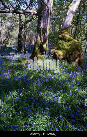 a bluebell wood in spring on the isle of mull scotland Stock Photo