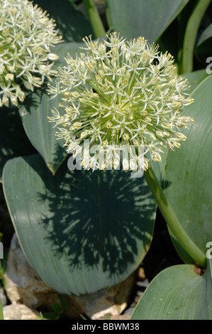 Ball like flower of Allium karataviense and its shadow on a broad leaf Stock Photo