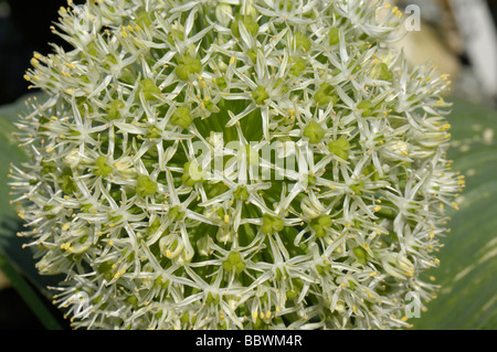 Ball like flower of Allium karataviense seed pods beginning to form among the flowers Stock Photo