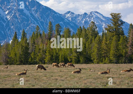 Elk in Grand Teton National Park in Wyoming Stock Photo