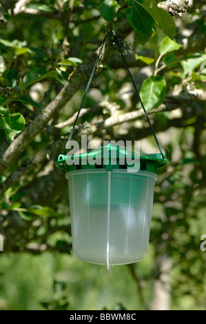 Pheromone trap for codling moth males in the branches of an apple tree Stock Photo