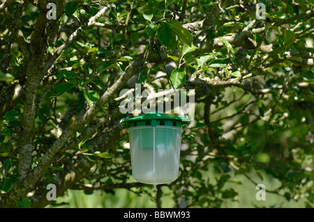 Pheromone trap for codling moth males in the branches of an apple tree Stock Photo