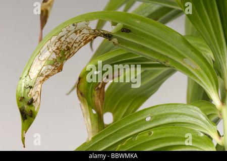 Lily beetle Lilioceris lilii young sticky larvae and damage on a damaged lily leaf Stock Photo