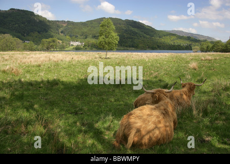 Loch Achray, Scotland. A fold (herd) of Highland Cattle resting under a tree after grazing with Loch Achray in the background. Stock Photo