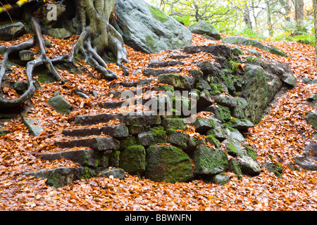 Stone Steps in Yarn Cliff Wood at Padley Gorge near Grindleford in the Peak District in Derbyshire Stock Photo