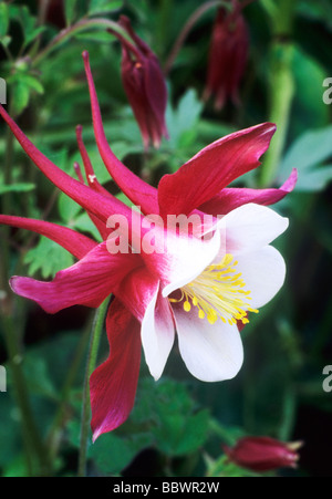 Aquilegia 'Red Hobbit' red and white flower flowers garden plant plants columbine aquilegias Stock Photo