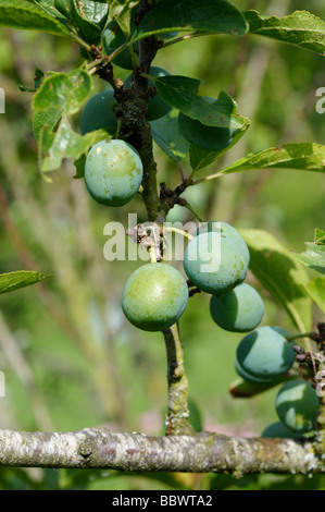 Stock photo of young plums growing on the tree Stock Photo