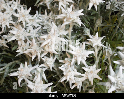 Edelweiss Latin Name Leontopodium alpinum a rare mountain plant for sale in Innsbruck for growing in the garden Stock Photo