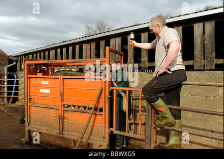 Vet flushing out a heifer cow in a cattle crush helped by the farmer Stock Photo
