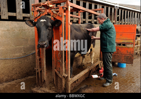 Veterinary surgeon examines a heifer cow in a cattle crush Stock Photo