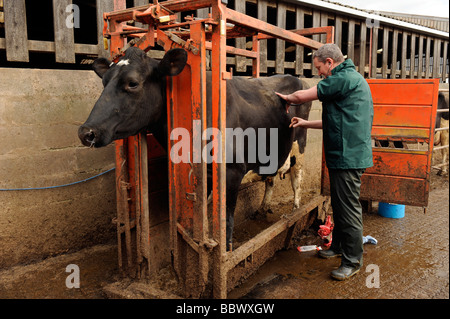 Veterinary surgeon examines a heifer cow in a cattle crush Stock Photo