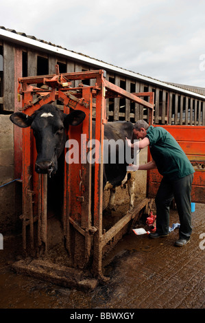Veterinary surgeon examines a heifer cow in a cattle crush Stock Photo