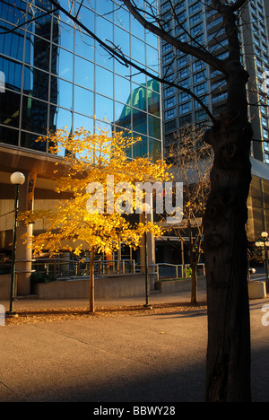 Small yellow maple tree surrounded by large modern skyscrapers. Stock Photo