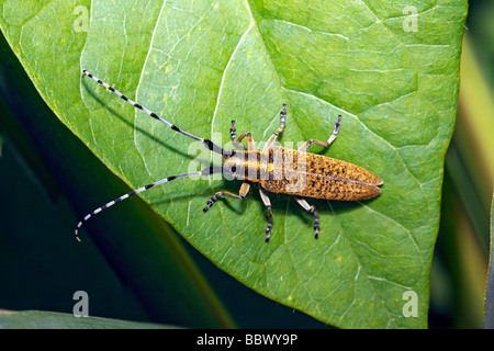 Thistle Longhorn Beetle (Agapanthia villosoviridescens) Stock Photo