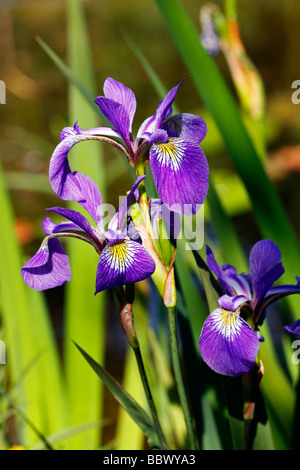 Japanese Iris (Iris ensata, Iris kaempferi) Stock Photo