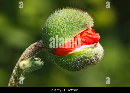 Opening flower bud of Oriental Poppy (Papaver orientale) Stock Photo
