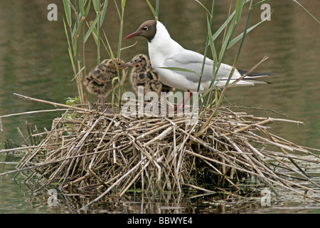 Black-headed gull (Larus ridibundus), with chicks in the nest