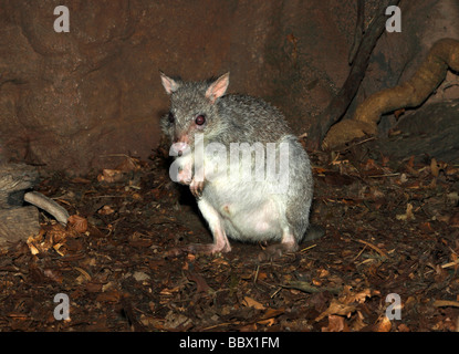 Rufous Bettong, Aepyprymnus rufescens is an Australian marsupial also known as Rufous Rat-Kangaroo.They are nocturnal and  listed a vulnerable species Stock Photo