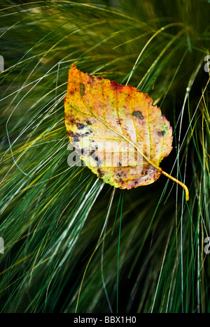 Single autumn leaf resting on a clump of grasses, shallow depth of field Stock Photo