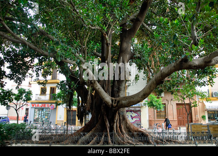 large rubber tree ficus elastica on Plaza del Museo in Sevilla Andalucia Spain Stock Photo