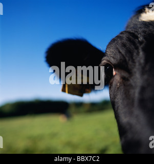 Cow close-up Stock Photo