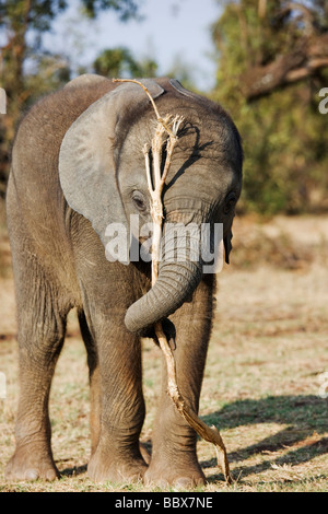 African elephant Loxodonta africana Young calf playing with tree branch South Africa Dist Sub Saharan Africa Stock Photo