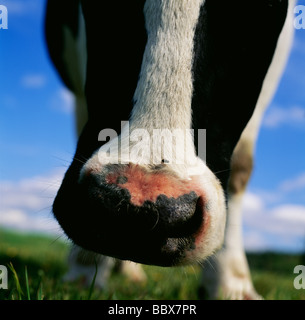 Cow close-up Stock Photo