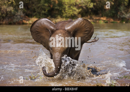 African elephant Loxodonta africana Young calf play charging South Africa Dist Sub Saharan Africa Stock Photo