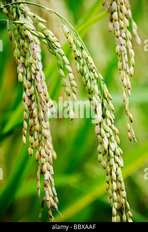 Rice grains ripening on stalk ready for harvest in a paddy field at Pupan Bali Indonesia