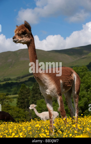 Newly sheared Alpaca Lama pacos adults in field during early summer Cumbria Stock Photo