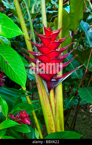 Deep red Heliconia species flowers in the jungles of Costa Rica, Central America Stock Photo