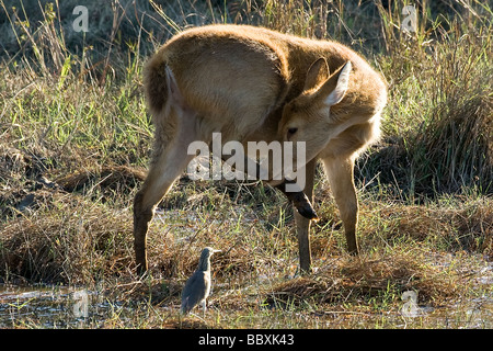 Female Barasingha aka Swamp deer, Cervus duvauceli, with striated heron (Butorides striata), Kanha Tiger Reserve, aka Kanha National Park, India Stock Photo