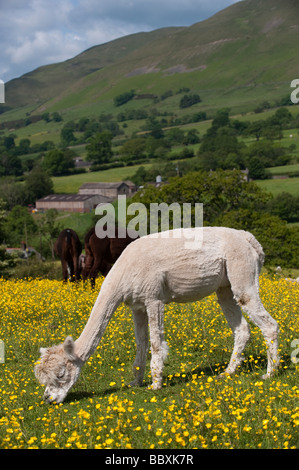 Newly sheared Alpaca Lama pacos adults in field during early summer Cumbria Stock Photo