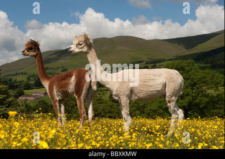 Newly sheared Alpaca Lama pacos adults in field during early summer Cumbria Stock Photo