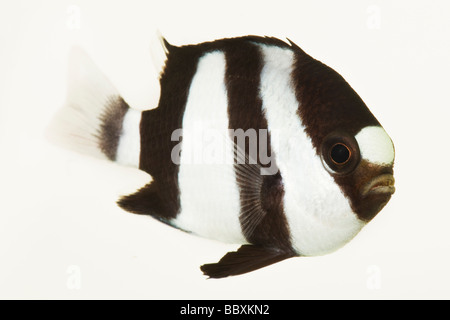 3 Stripe Damsel Dascyllus aruanus Tropical marine reef fish  Indo West Pacific from eastern Africa and the Red Sea Stock Photo