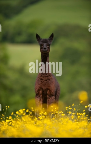 Young Alpaca Lama pacos in field during early summer Cumbria Stock Photo