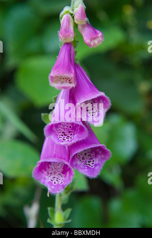 Common Foxglove, Purple Foxglove or Lady's Glove ( Digitalis purpurea ) flowers Stock Photo