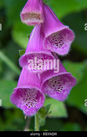 Common Foxglove, Purple Foxglove or Lady's Glove ( Digitalis purpurea ) flowers Stock Photo