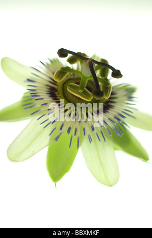 Passiflora caerulea, Passion flower Stock Photo