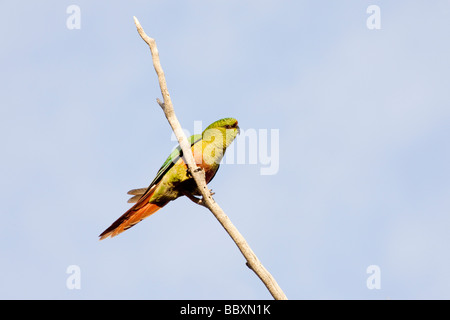 Austral Parakeet Perched on a Branch, Torres Del Paine National Park, Patagonia, Chile Stock Photo
