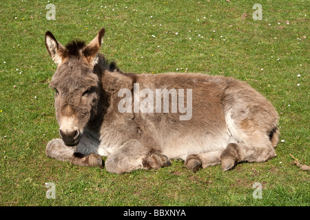 A donkey laying down. Stock Photo